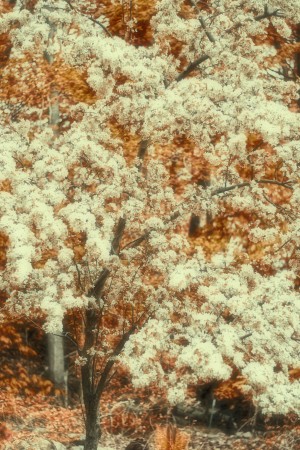 Springtime Bloom in Autumn